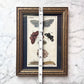 Antique Hand Colored Leopard Moth Print | Gottlieb Tobias Wilhelm | 1790s-1810