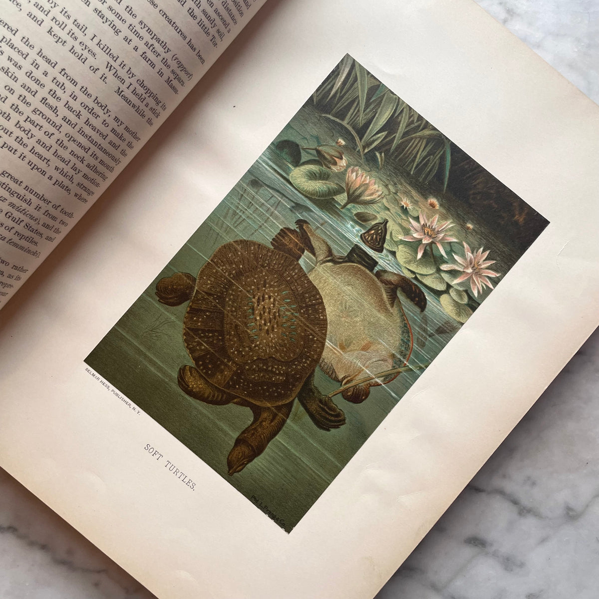 Animate Creation: Popular Edition of "Our Living World," A Natural History | 1890s