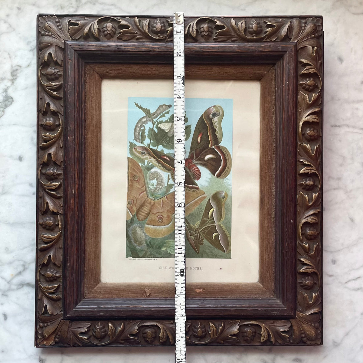 Silk Worm & Moths | Victorian Chromolithograph Print
