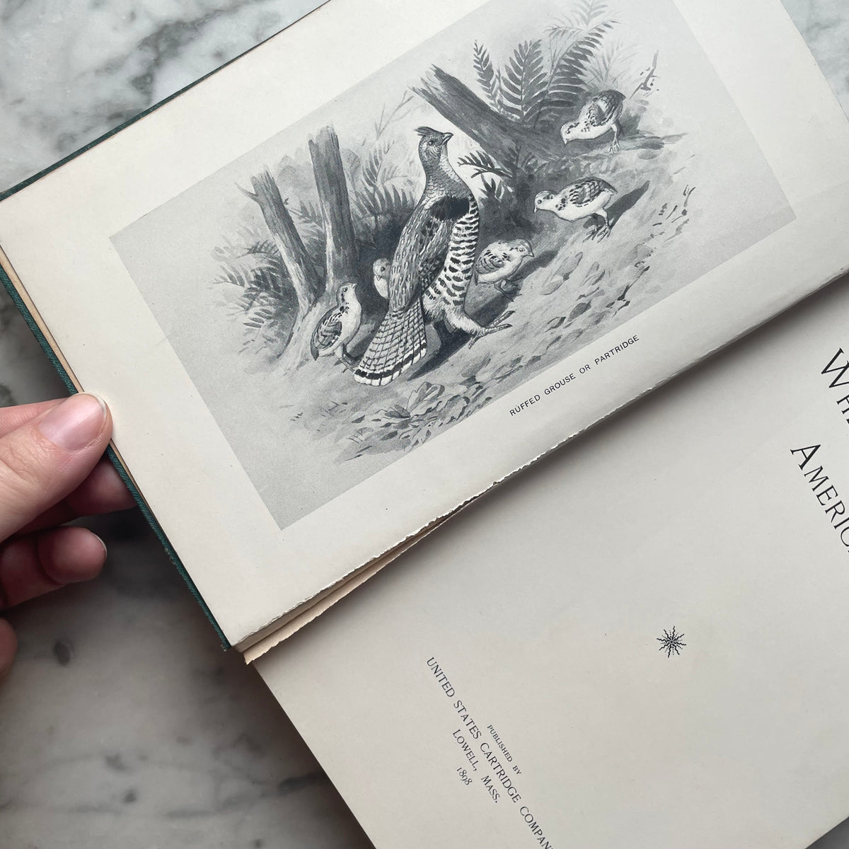 Where to Hunt American Game | 1898