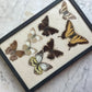 Butterfly Specimens | Vintage Riker’s Case