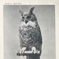 Hoot Owl | Vintage Framed Print