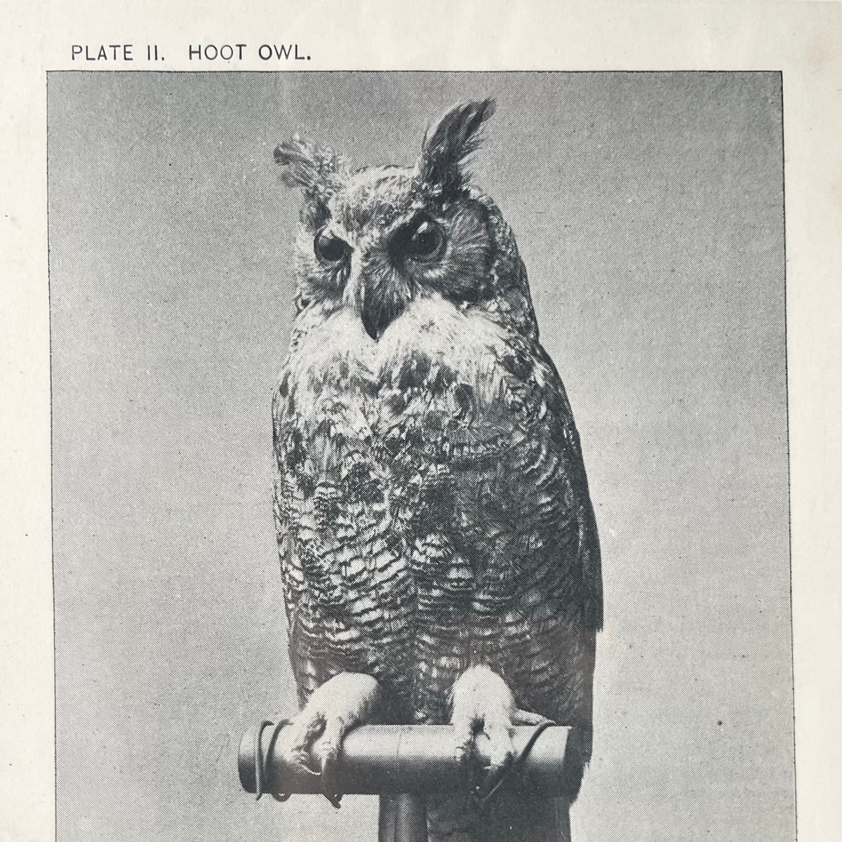 Hoot Owl | Vintage Framed Print