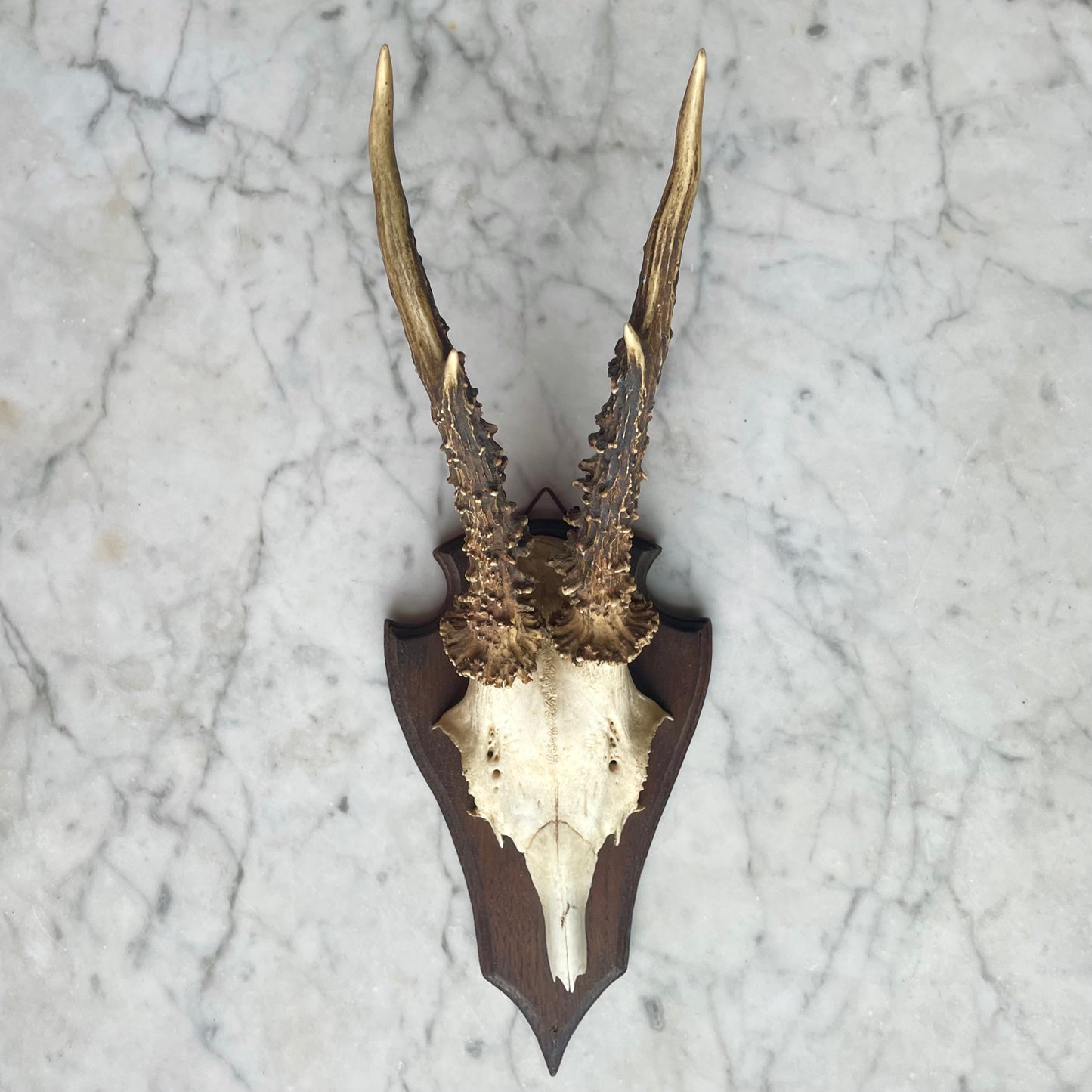 Antique Black Forest Roe Deer Antler Trophy