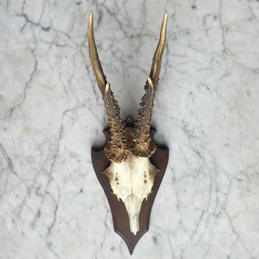 Antique Black Forest Roe Deer Antler Trophy