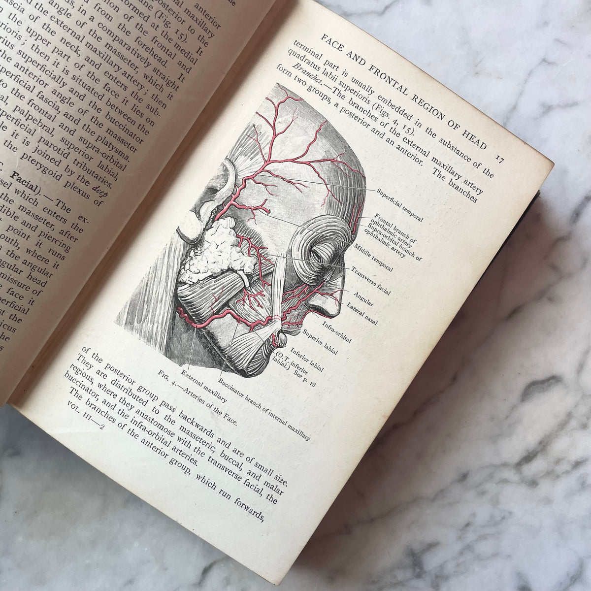Cunningham’s Manual of Practical Anatomy | Volume III: Head and Neck | 1920
