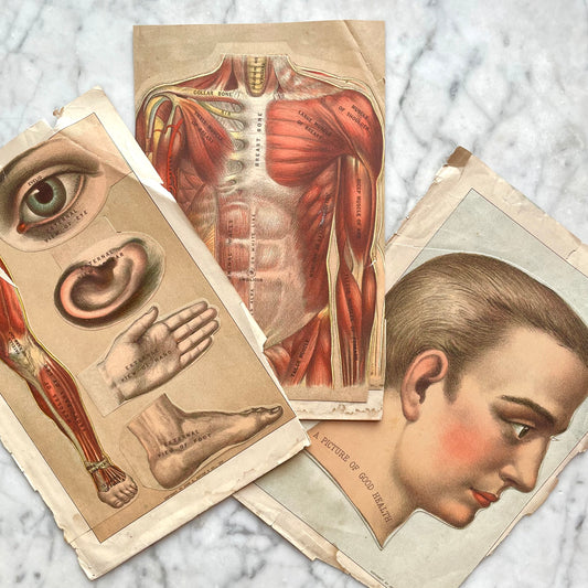 Victorian Medical Diagrams
