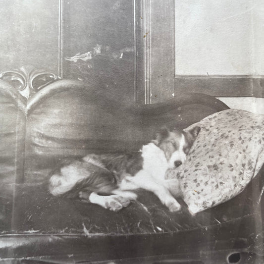 Sleepy Puppy | Antique RPPC