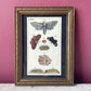 Antique Hand Colored Leopard Moth Print | Gottlieb Tobias Wilhelm | 1790s-1810