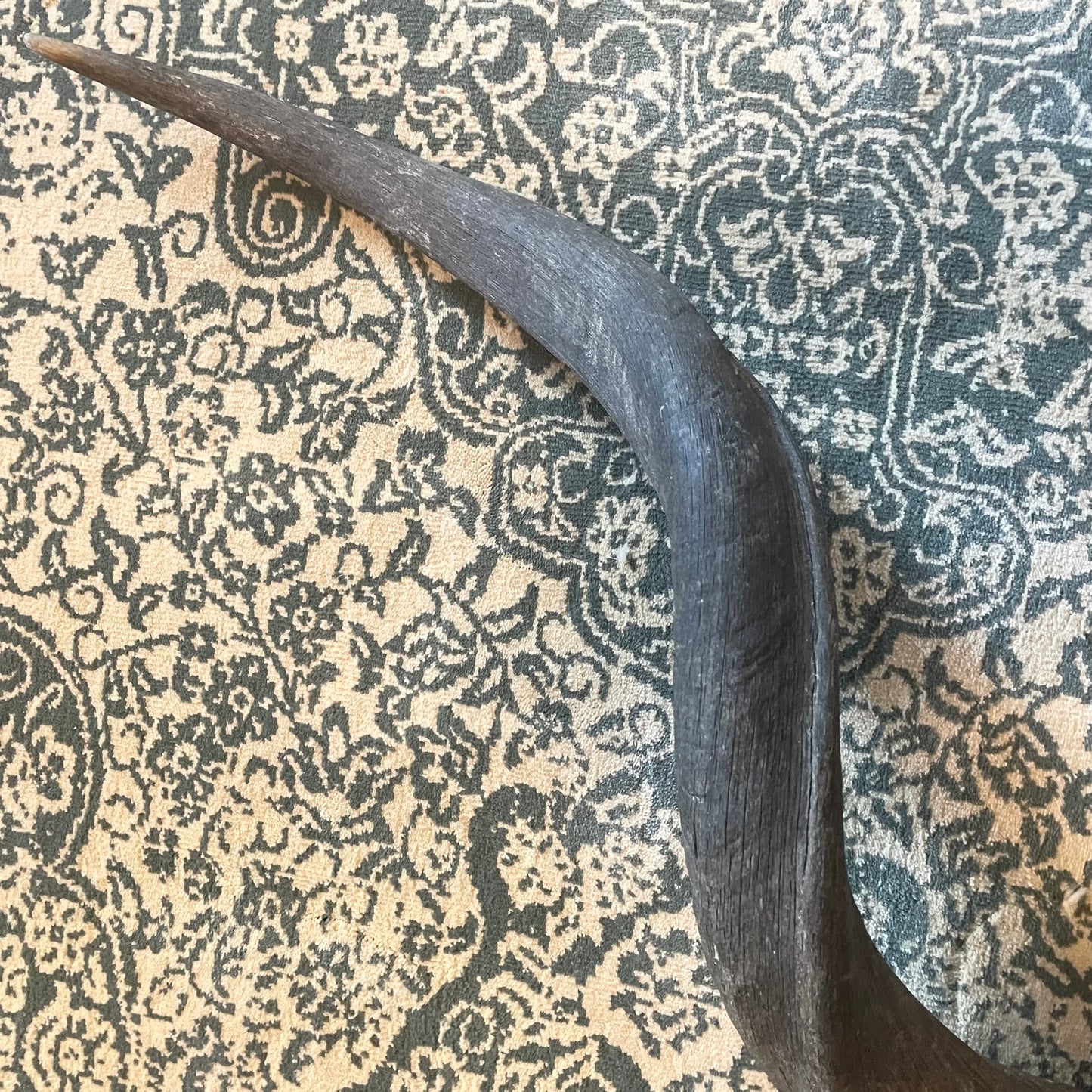 Large 30” Kudu Horn