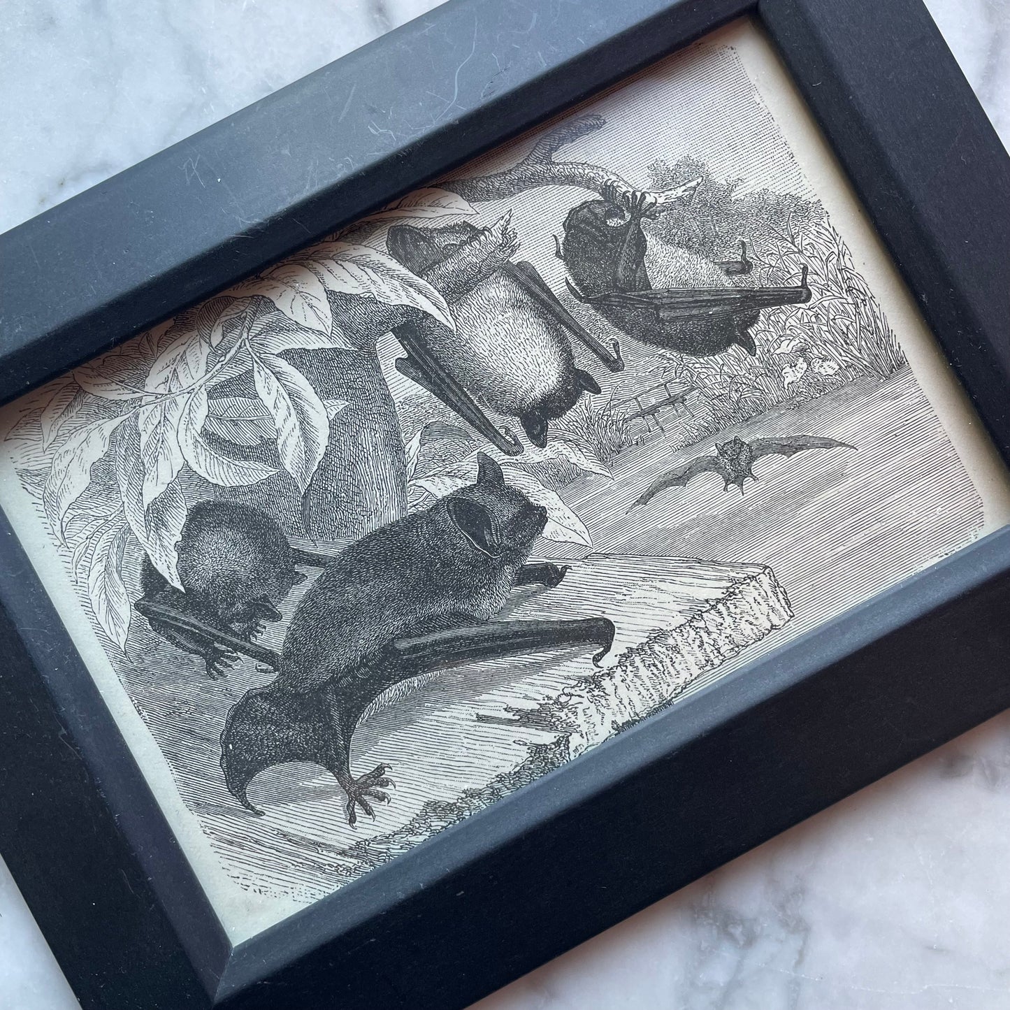 Victorian Bat Print