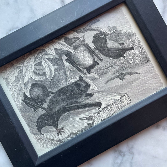 Victorian Bat Print