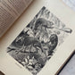 Animate Creation: Popular Edition of "Our Living World," A Natural History | 1890s