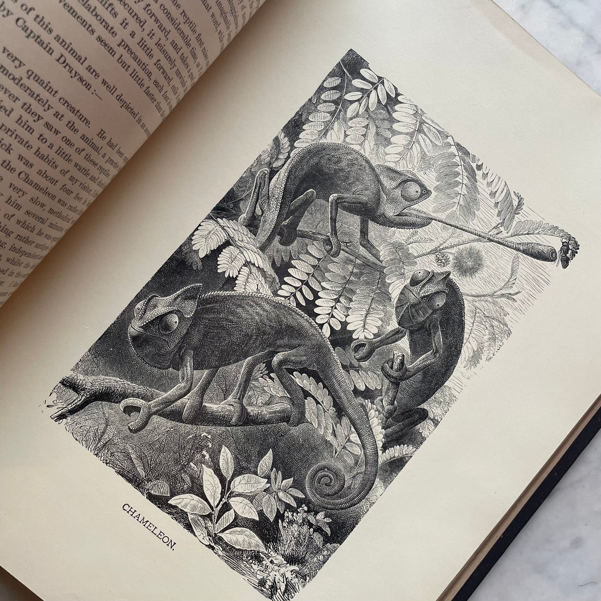 Animate Creation: Popular Edition of "Our Living World," A Natural History | 1890s