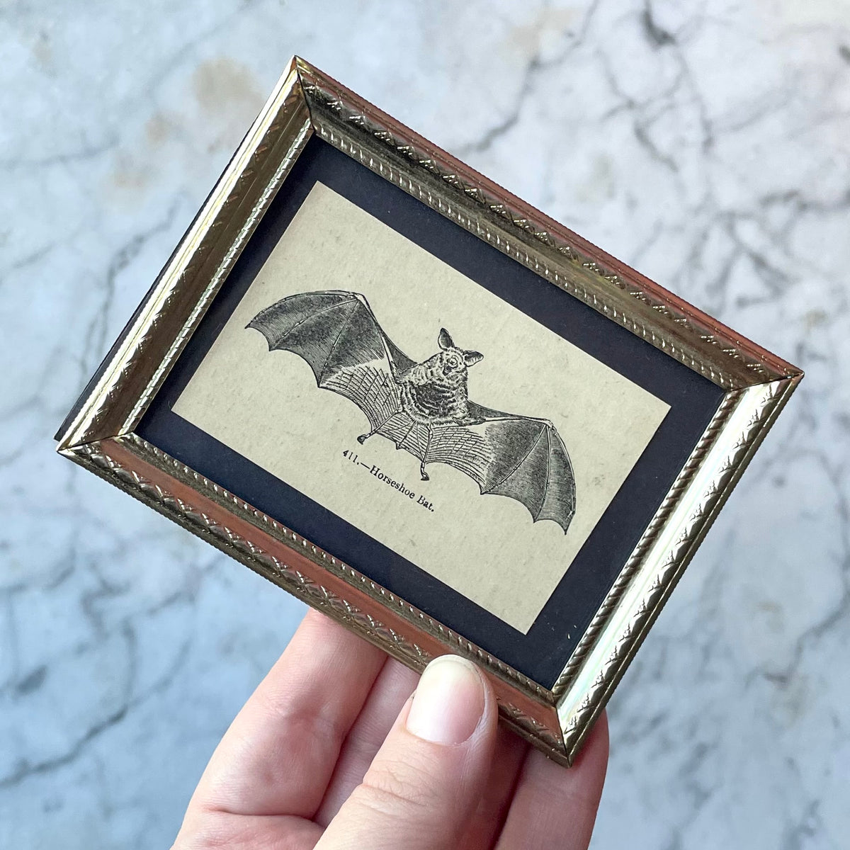 Baby Bat | Miniature Antique Framed Print