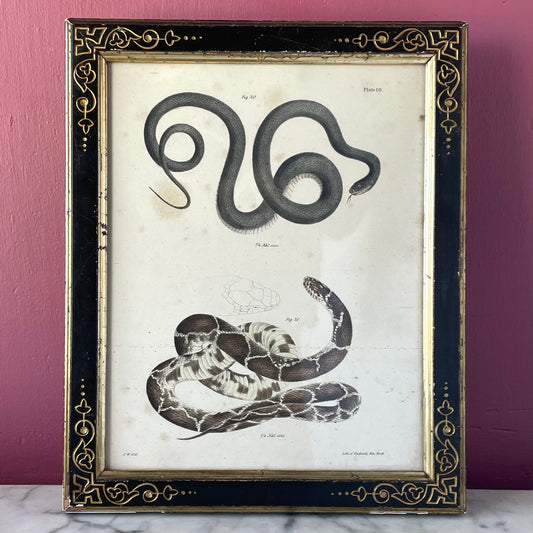 Antique Snake Print