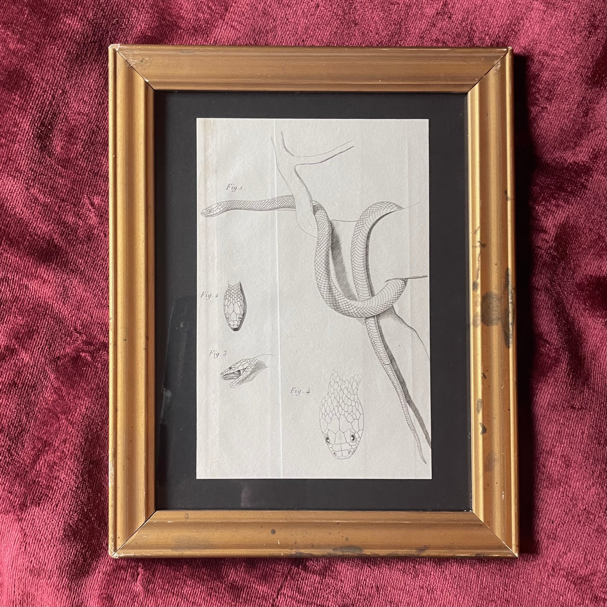 Antique Snake Prints | P. Duménil | 1833