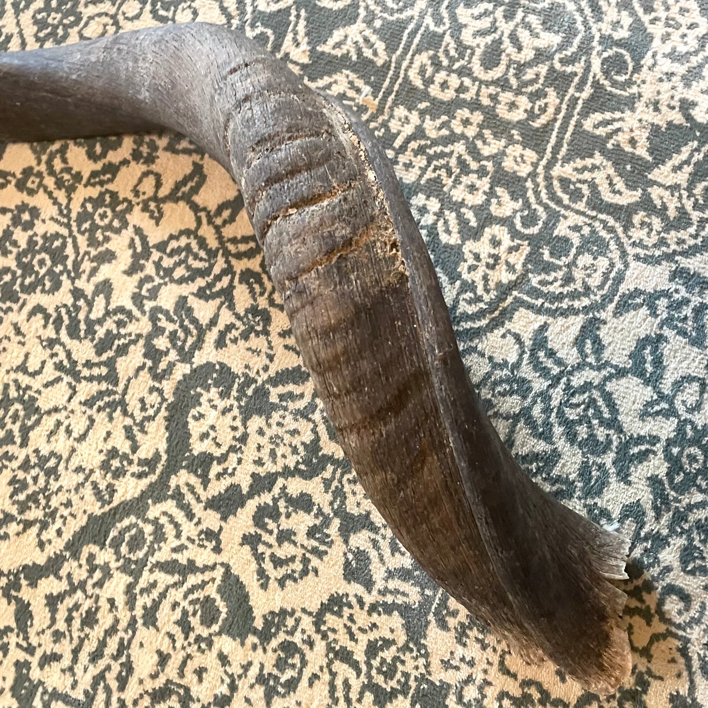Large 30” Kudu Horn