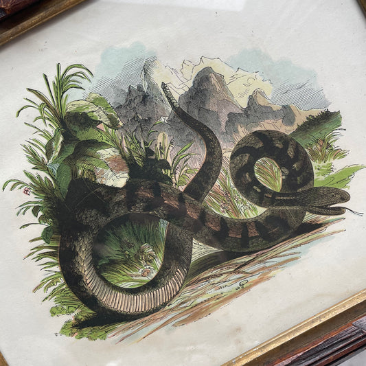 Victorian Snake Print