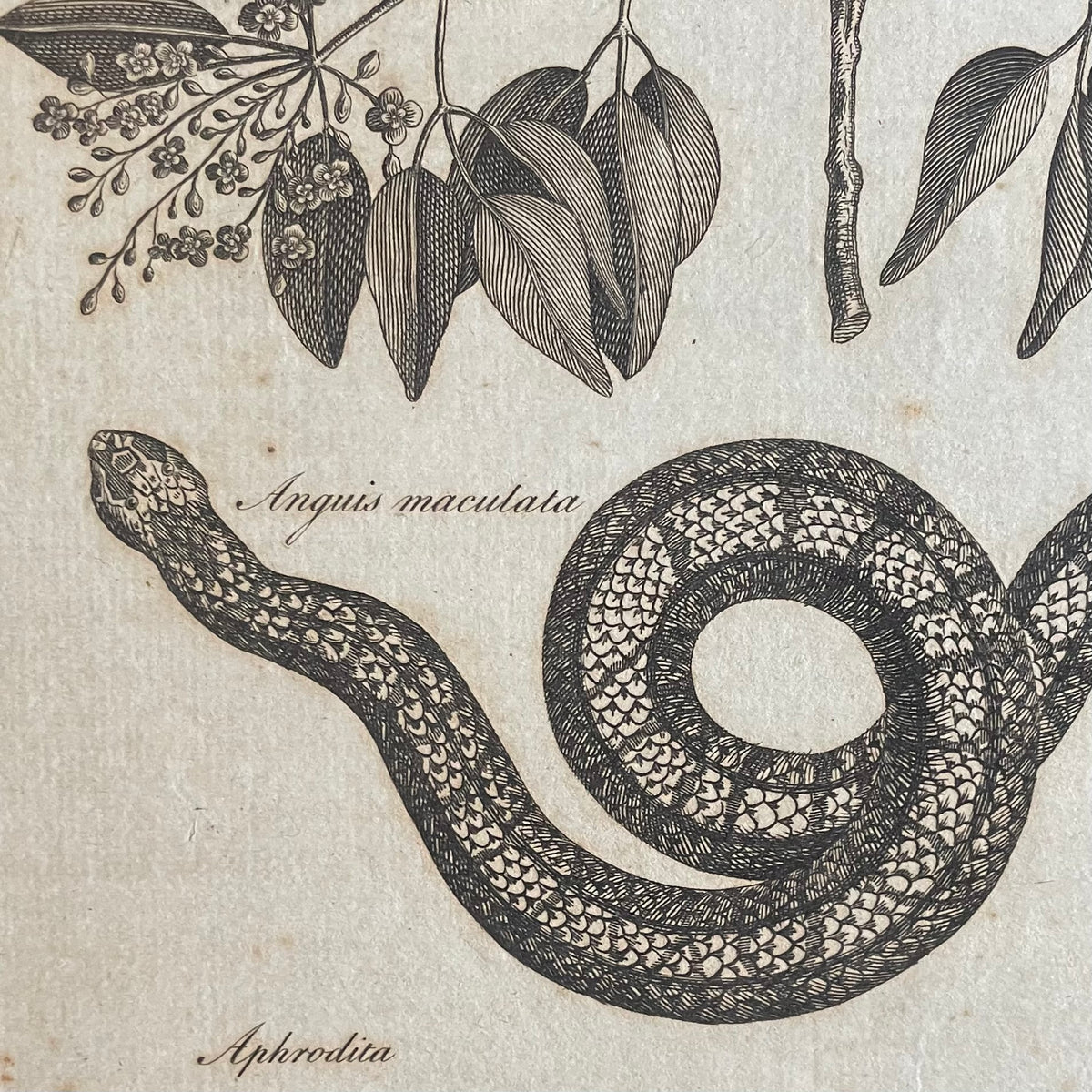 Antique Snake & Tarantula Engraving | 1805 | Andrew Bell