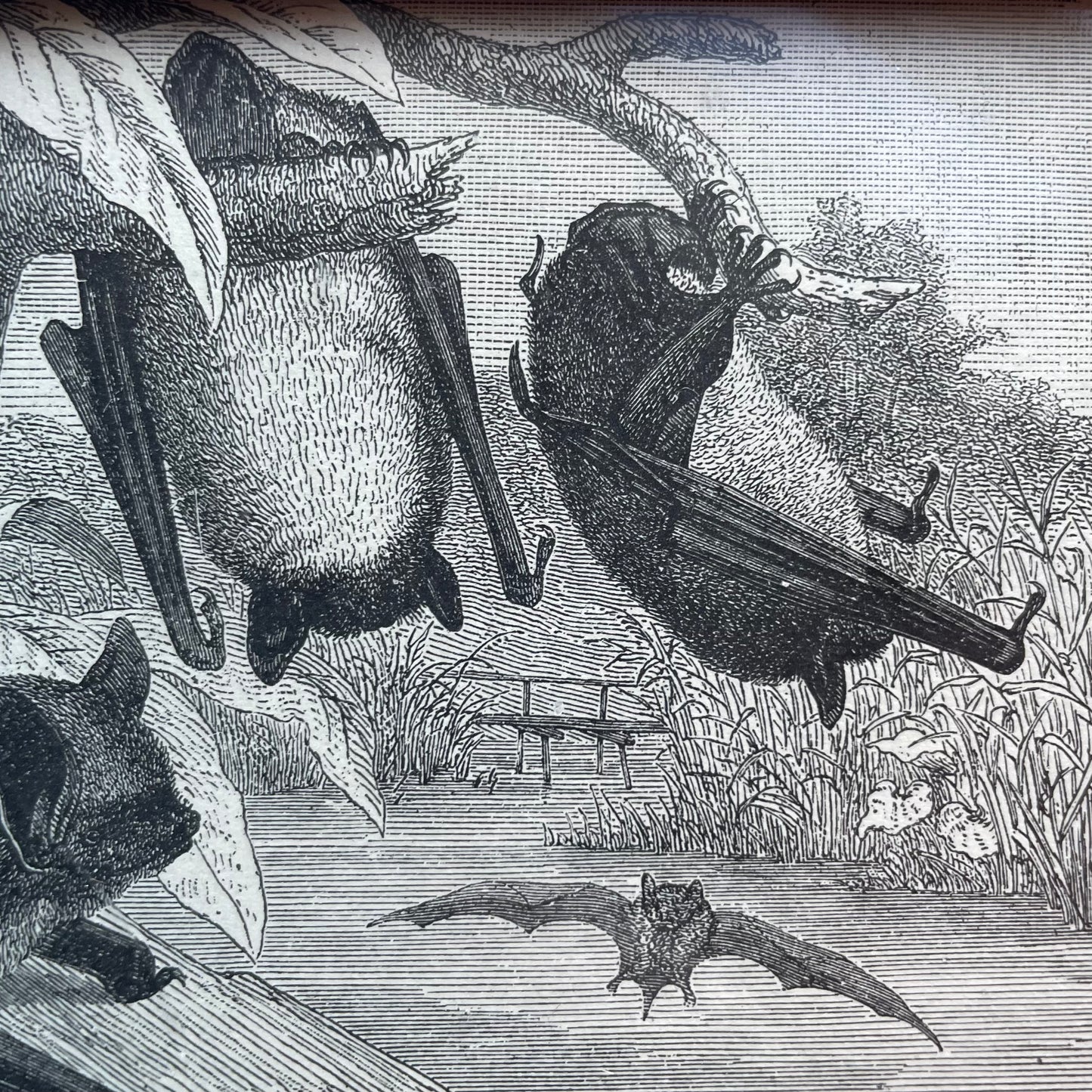 Victorian Bat Print