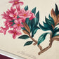 Alpenrose | Rhododendron ferrugineum | Antique Floral Painting