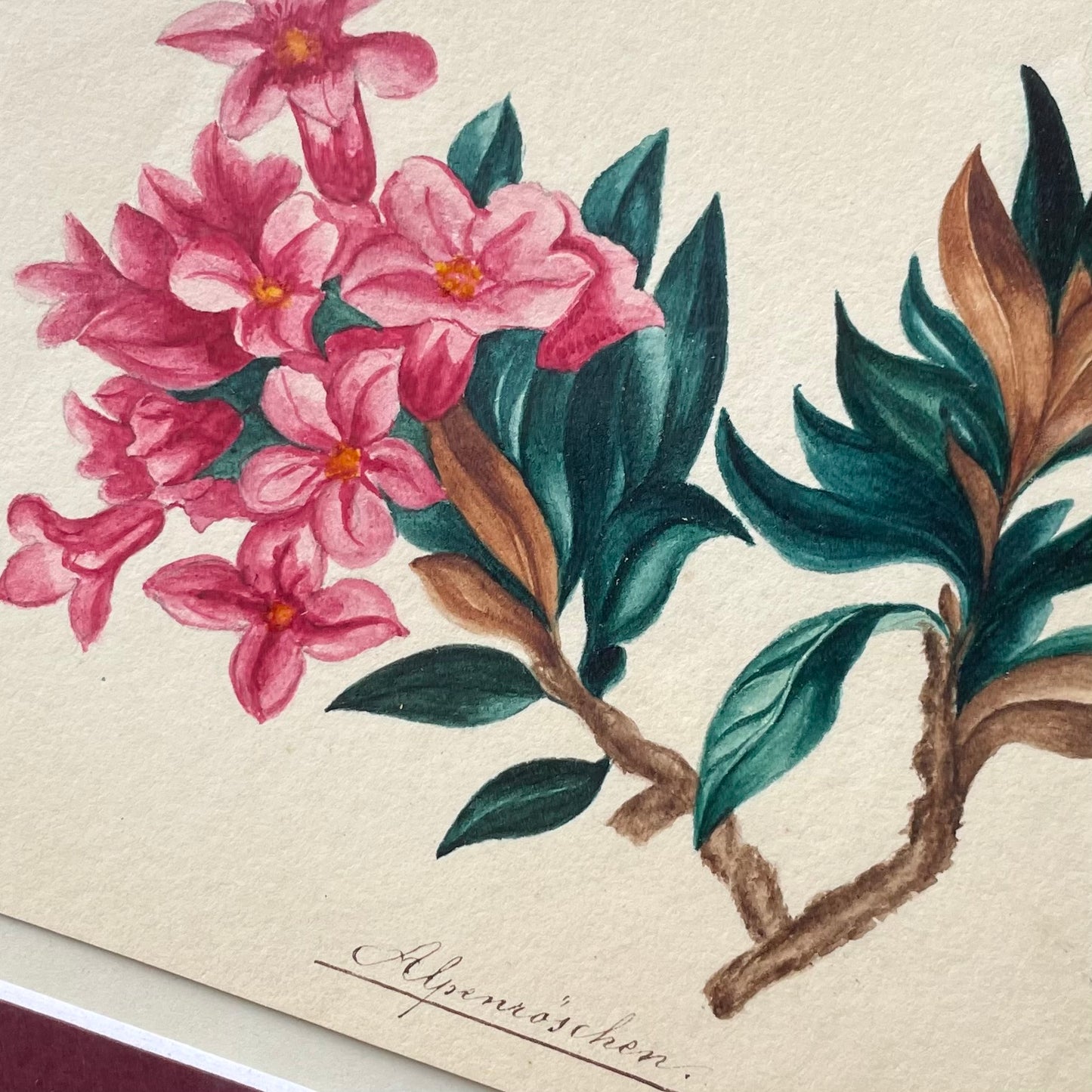 Alpenrose | Rhododendron ferrugineum | Antique Floral Painting