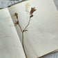 Antique Herbarium