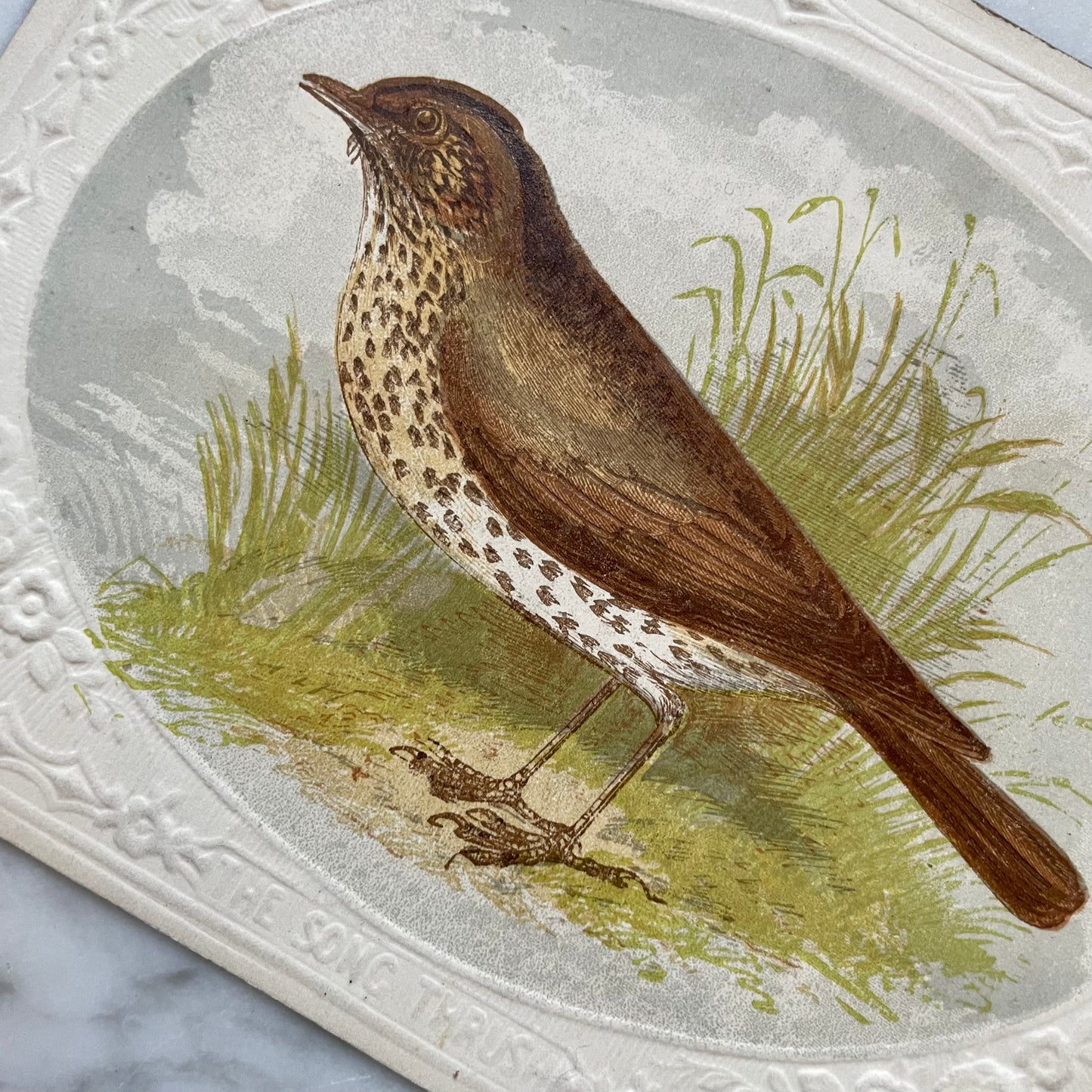 Victorian Bird Trade Card | Song Thrush