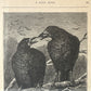 A Kind Rook | Victorian Framed Print