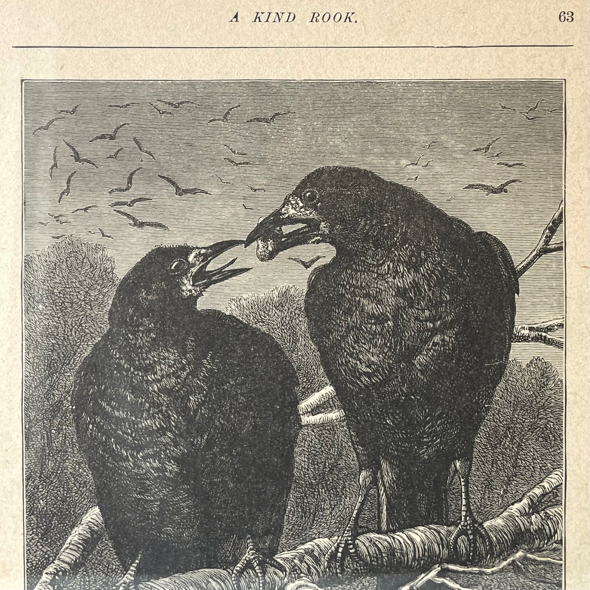 A Kind Rook | Victorian Framed Print
