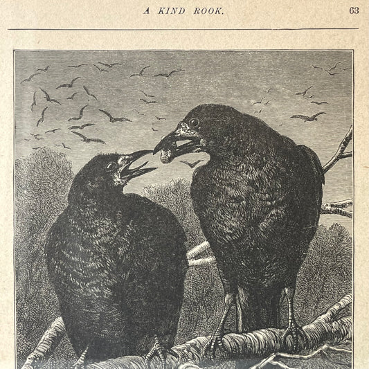 A Kind Rook | Victorian Framed Print