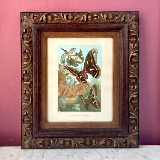 Silk Worm & Moths | Victorian Chromolithograph Print