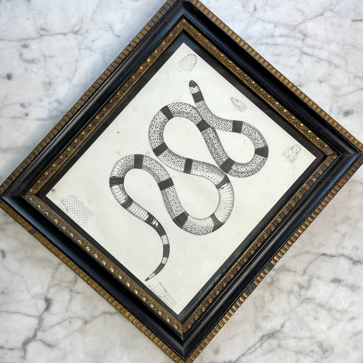 Antique Framed Snake Print