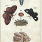 Antique Hand Colored Leopard Moth Print | Gottlieb Tobias Wilhelm | 1790s-1810