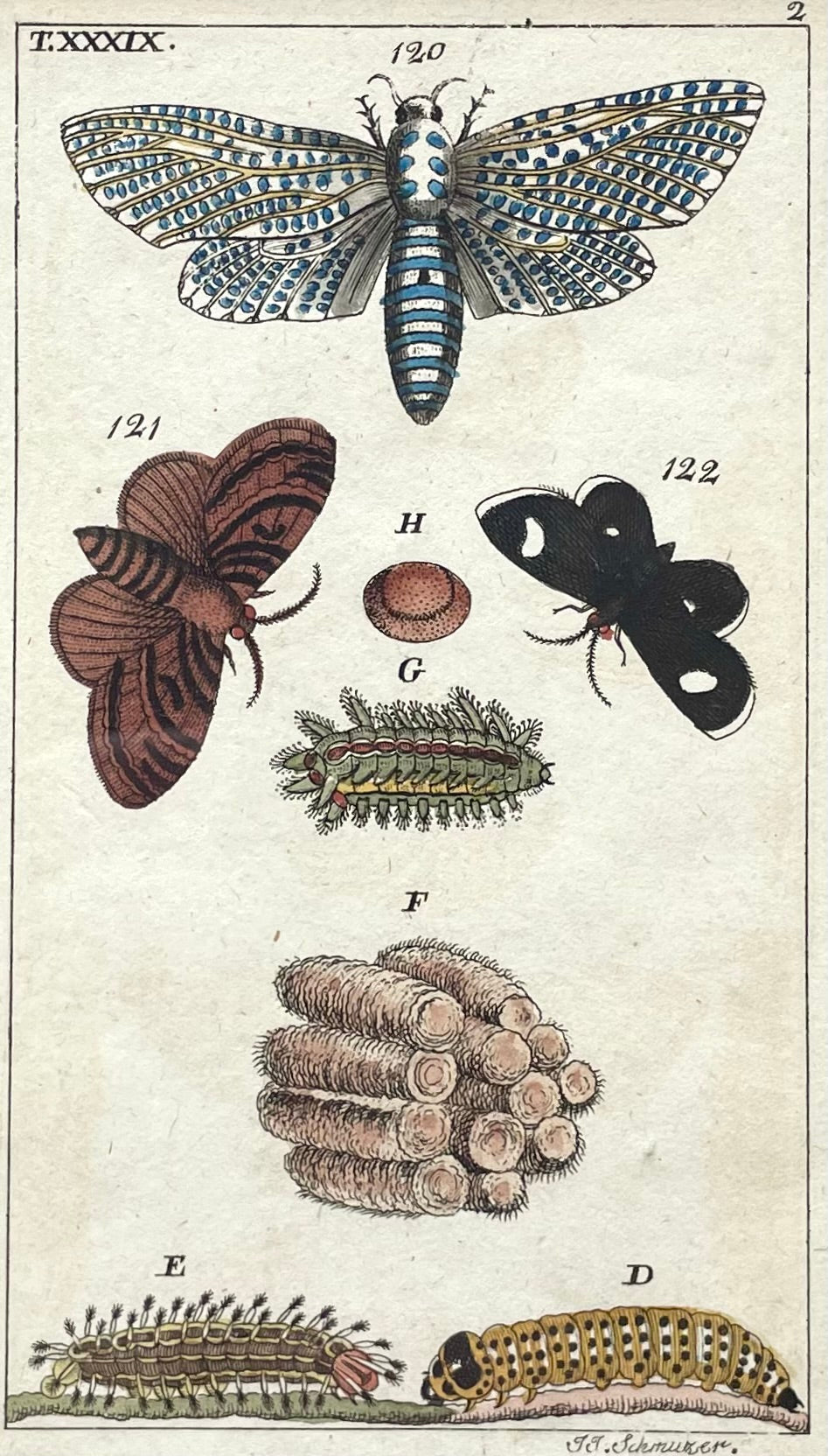 Antique Hand Colored Leopard Moth Print | Gottlieb Tobias Wilhelm | 1790s-1810