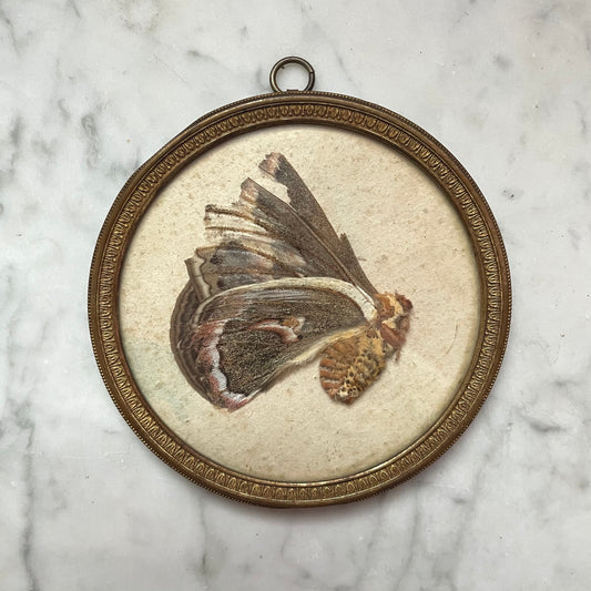 Antique Moth Specimen in Round Frame