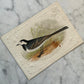 Victorian Bird Trade Card | Pied Wagtail