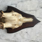 Antique Black Forest Roe Deer Antler Trophy