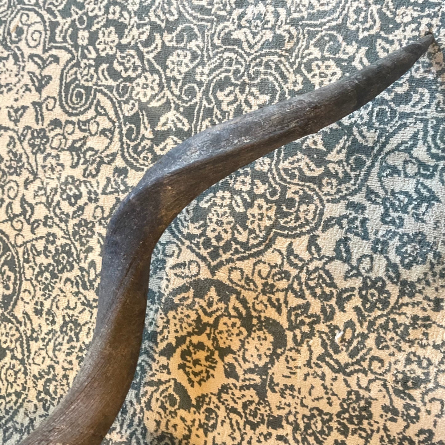 Large 30” Kudu Horn