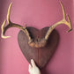 Vintage Antler Mount on Heart Shaped Board