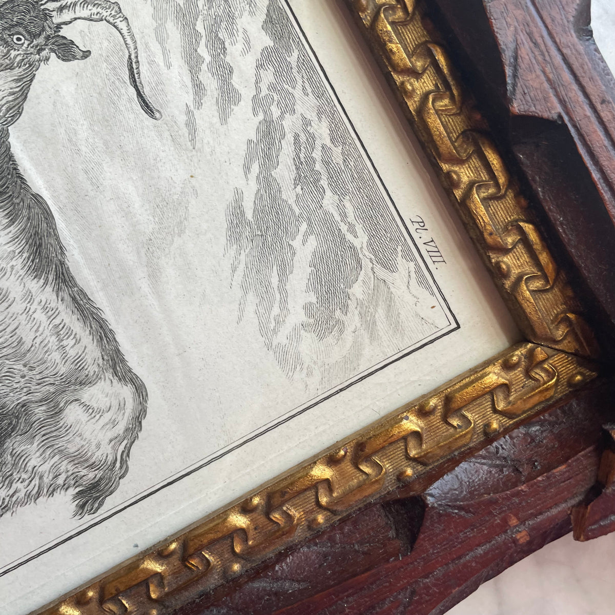 Le bouc | 18th Century Goat Framed Print