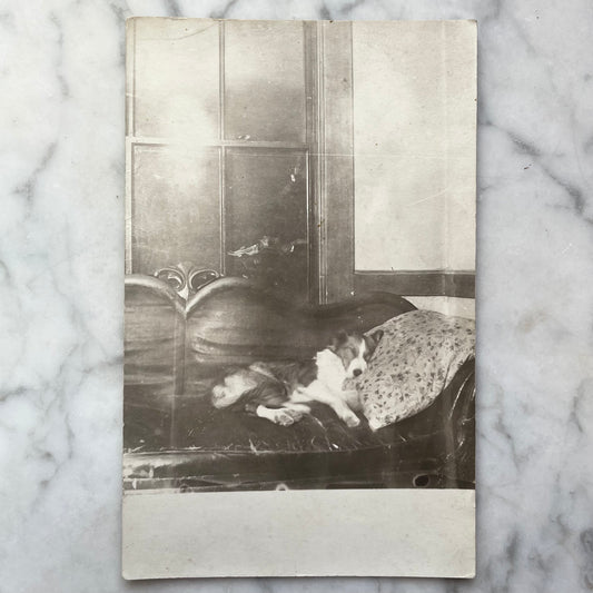Sleepy Puppy | Antique RPPC