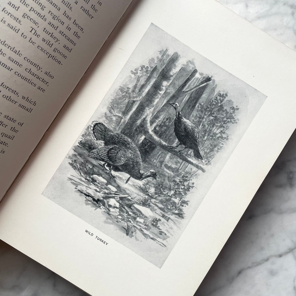 Where to Hunt American Game | 1898