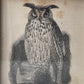Horned Owl | Miniature Victorian Framed Print