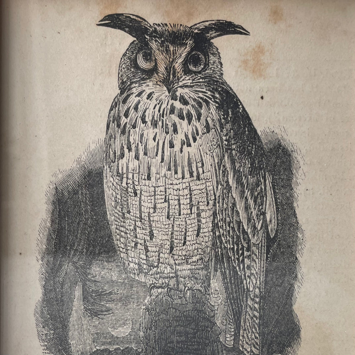 Horned Owl | Miniature Victorian Framed Print