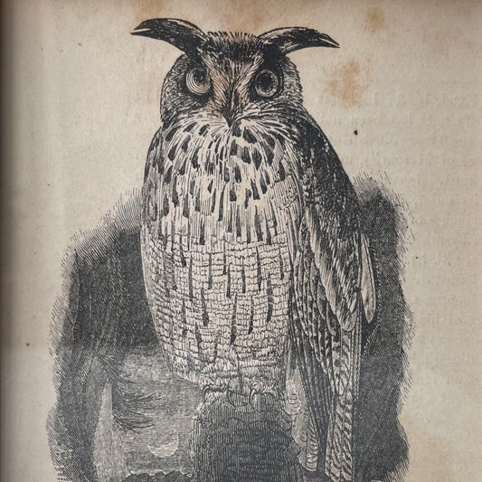 Horned Owl | Miniature Victorian Framed Print