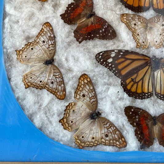 Vintage Butterfly Assemblage