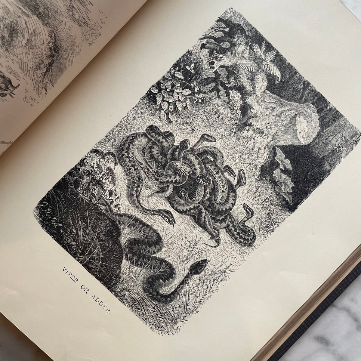 Animate Creation: Popular Edition of "Our Living World," A Natural History | 1890s