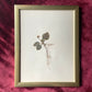Pair of Framed Pressed Botanicals